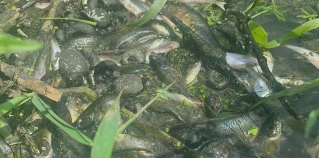 На Закарпатье в одной из речек массовая гибель рыбы: Что произошло? 