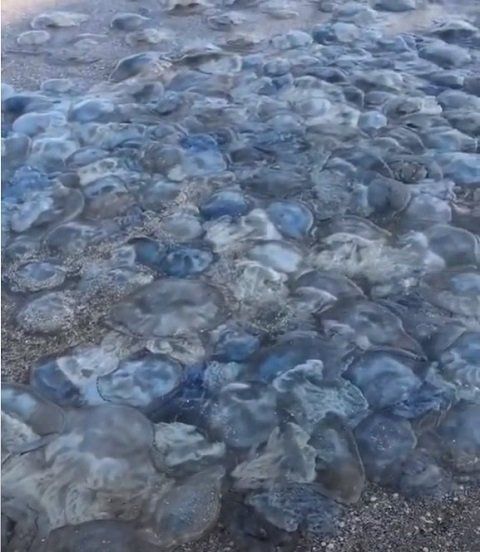 Это жесть: Нашествие медуз на популярном курорте в Кирилловке шокировало украинцев