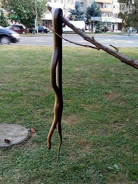 В Ужгороде около детской площадки нашли мертвую змею