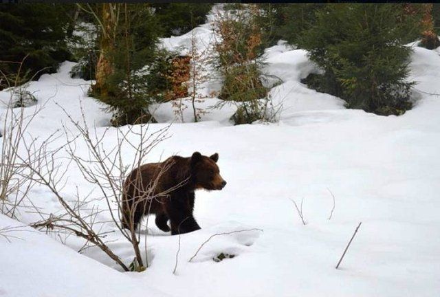 В НПП "Синевир" на Закарпатье медведи проснулись из зимней спячки
