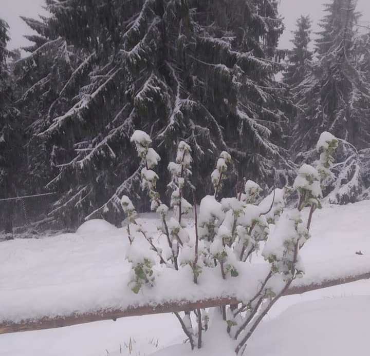 Люди в шоке: На Закарпатье зима пришла на смену весны