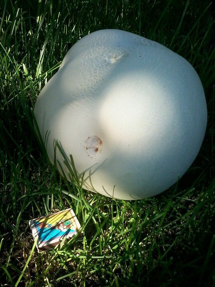 В Закарпатье у людей в саду растут нереально большие грибы