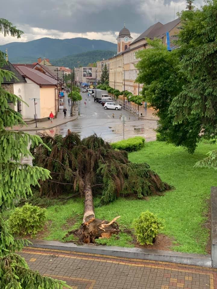 В Закарпатье ураганный ветер вырвал с корнем дерево