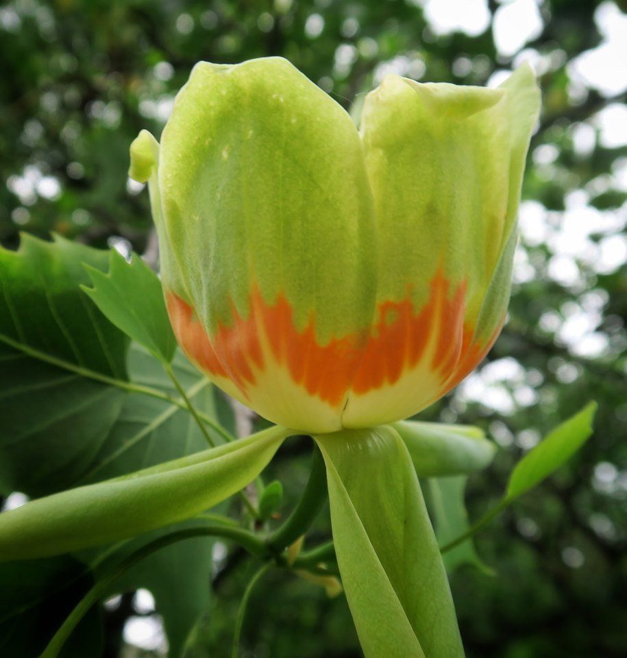 Фото тюльпанового дерева в цвету в головинке