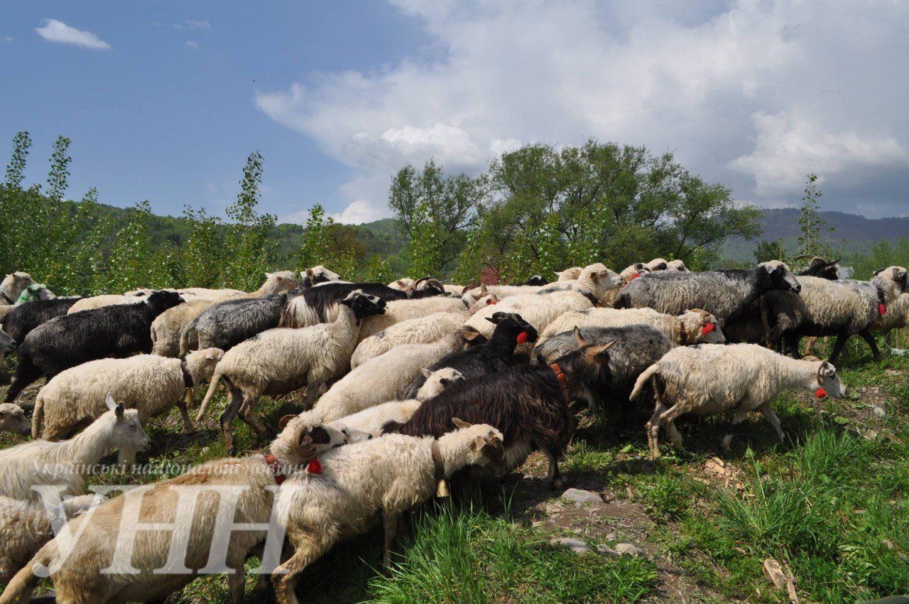 Закарпаття. Вівчарі на 6 місяців вивели на полонину тисячі овець