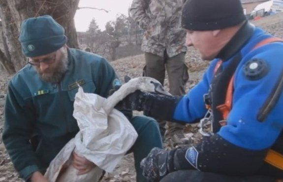 В Венгрии лебедь примерз ко льду на Тисе