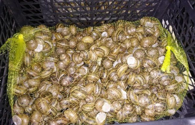 Закарпаття. Перший цього року врожай середземноморських молюсків зібрали фермери Хустщини