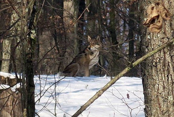 Возле Ужгорода в лесу засняли настоящего волка