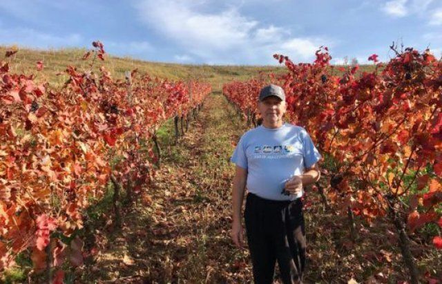 На Закарпатті збирають осінній врожай виноград