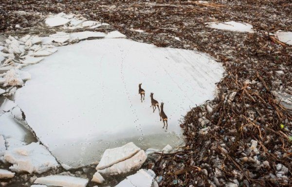 Дикие животные в Венгрии оказались на ледовых заторах