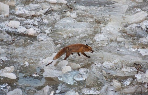 Дикие животные в Венгрии оказались на ледовых заторах