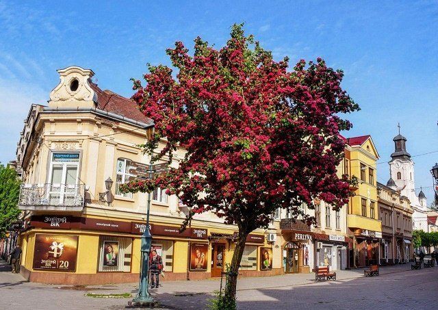 Сиреневая сказка: Цветущее адамово дерево в областном центре Закарпатья - впечатляет