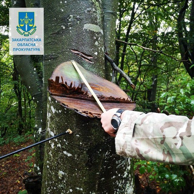 В Закарпатье хапуга-начальница дала добро на вырубку 2000 деревьев