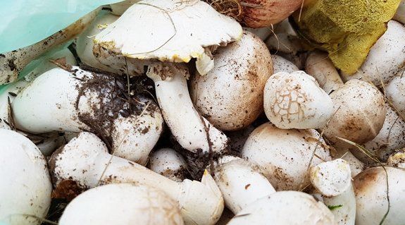 Более килограмма грибов собрал ужгородец на площади Кирилла и Мефодия