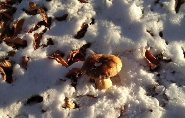 Пришла зима, но в Закарпатье грибной сезон не закончился