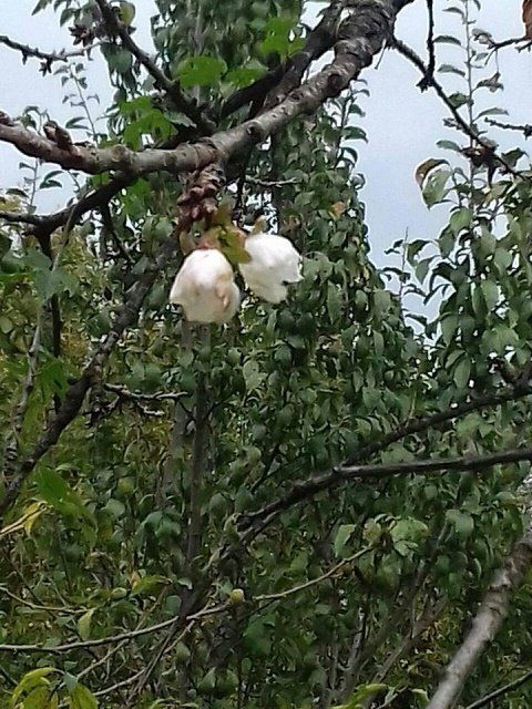 Аномальное цветение яблонь в селе Дубове зафиксировали и опубликовали в сети