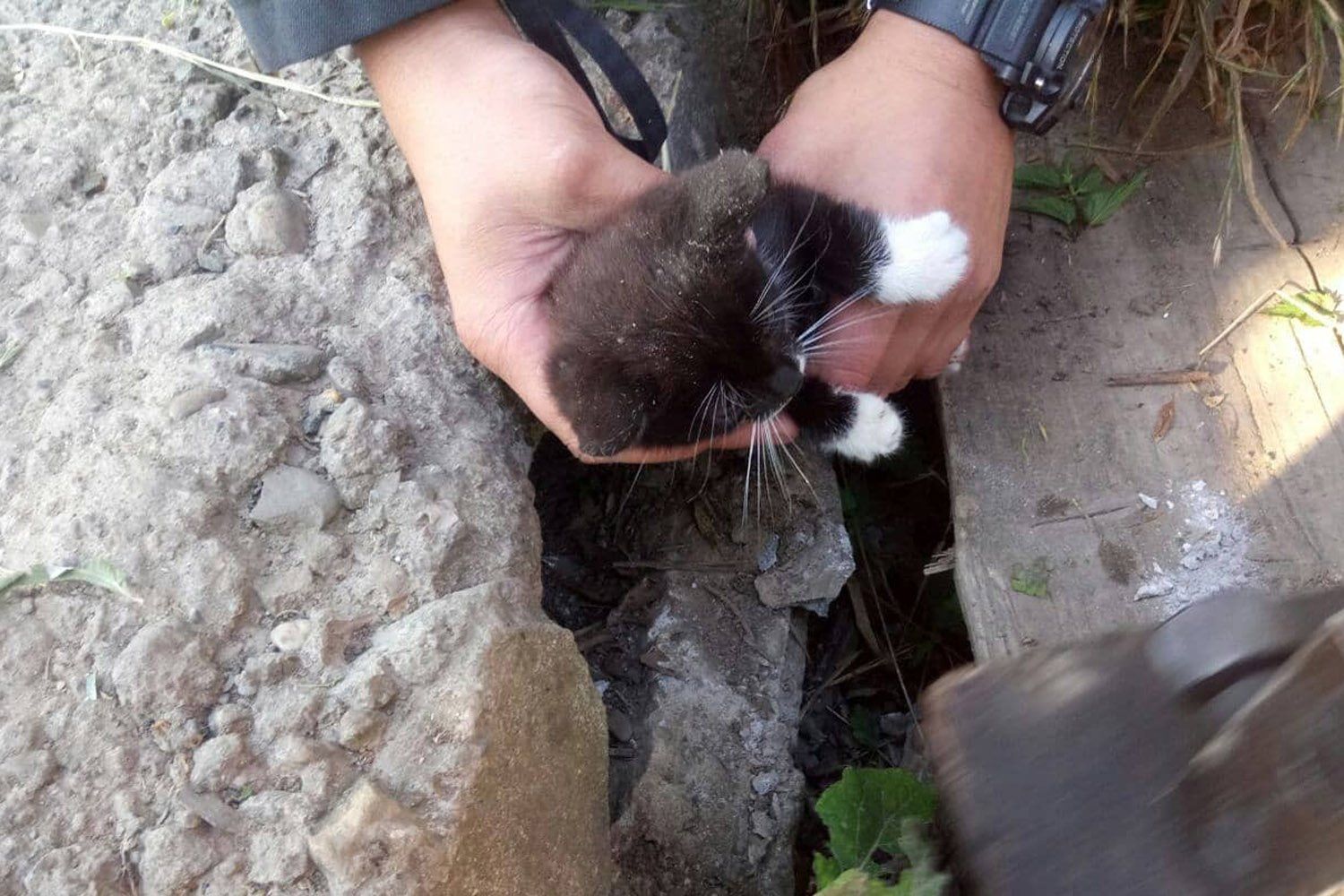 В Закарпатье профессионалы спасли маленького котенка от жуткой и мучительной смерти