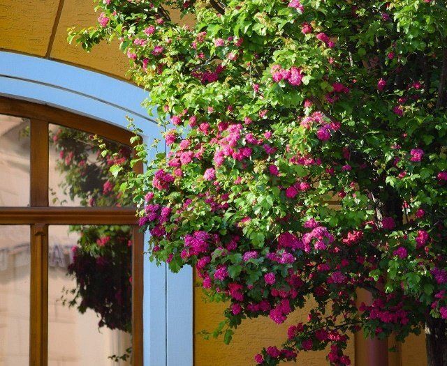 Сиреневая сказка: Цветущее адамово дерево в областном центре Закарпатья - впечатляет