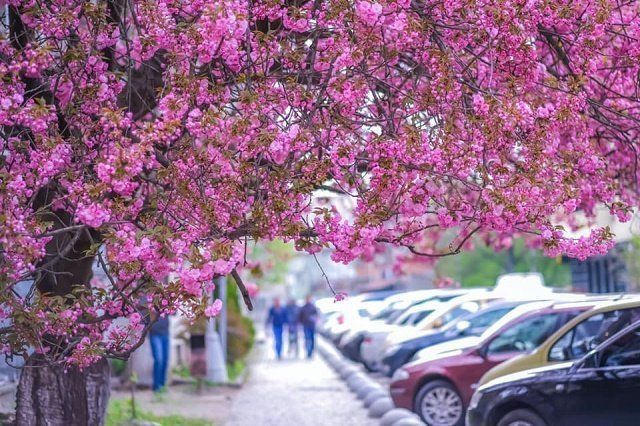 Пока длится карантин, посмотрите на красоту цветущего Ужгорода