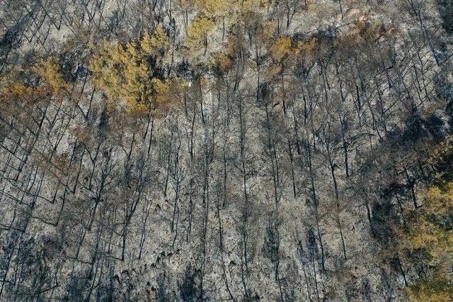 Последствия лесных пожаров в провинции Мугла недалеко от Бодрума