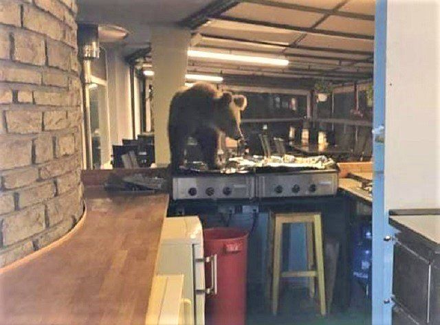 В Словакии на кухню одной из гостиниц в Высоких Татрах забрался медведь.