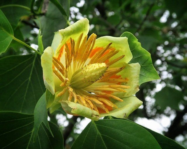 В Ужгороде на площади Народной цветет одно из редких для Украины деревьев – тюльпановое. 