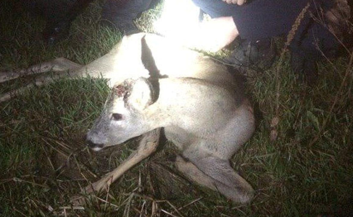 В Ужгороде ночью на проезжей части лежало окровавленное животное 