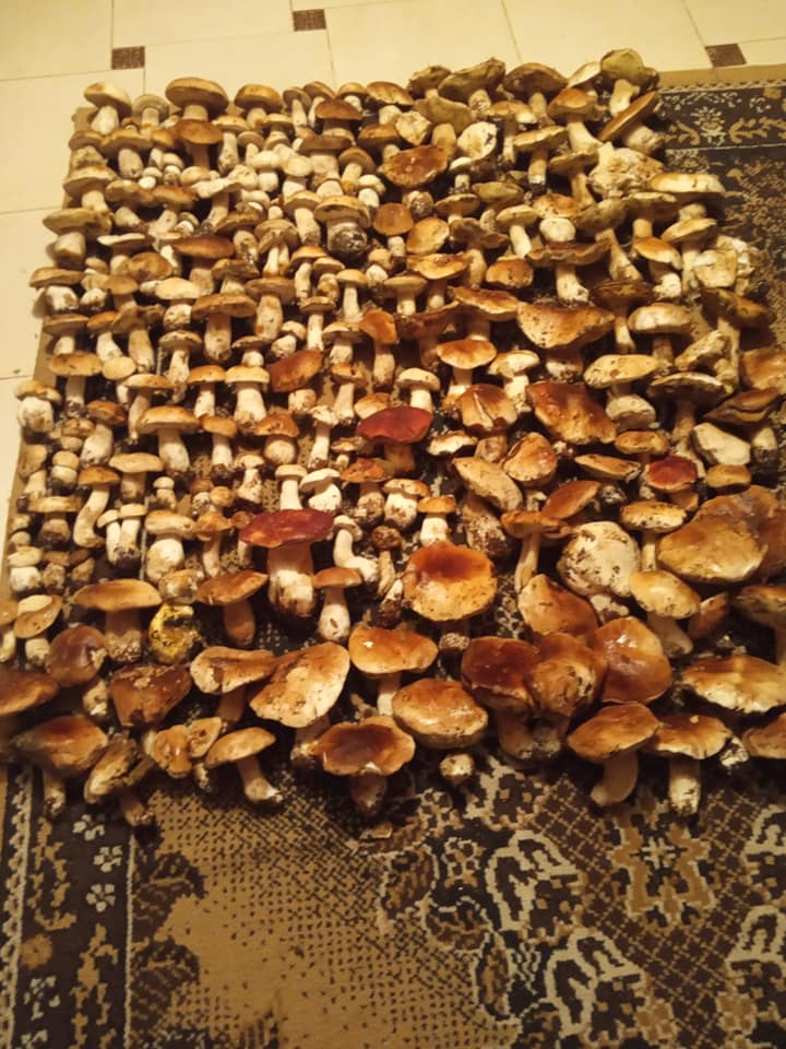 Отвисла челюсть: В Закарпатье семья шокировала соцсети количеством собранных белых грибов 
