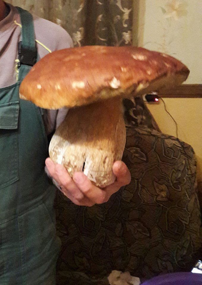 Краяни показали 2-кілограмових грибів-велетнів