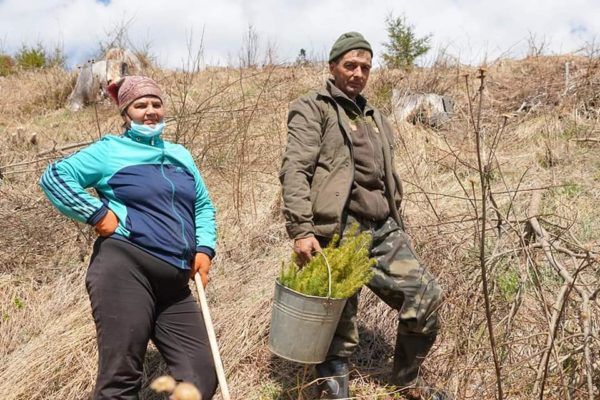 Один миллион саженцев: в горах Закарпатья восстанавливают лес