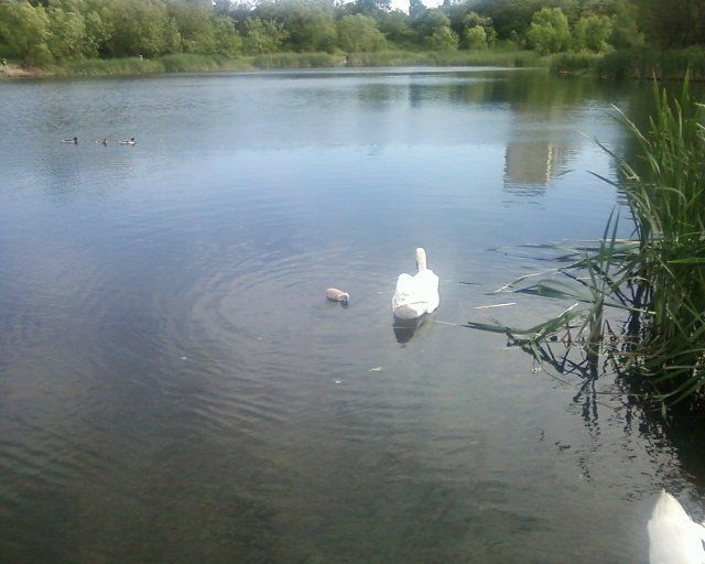 Лебеди в Ужгороде: На озере Кирпичка жизнь по-весеннему бурлит