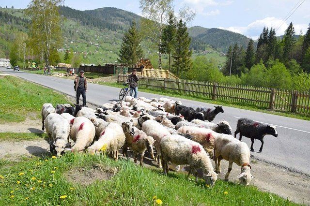Днями в Закарпатті традиційно проводжали овець на полонину