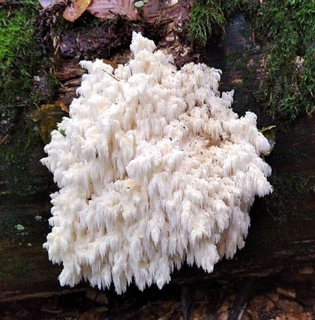 В Закарпатье нашли необычный гриб, занесенный в Красную книгу