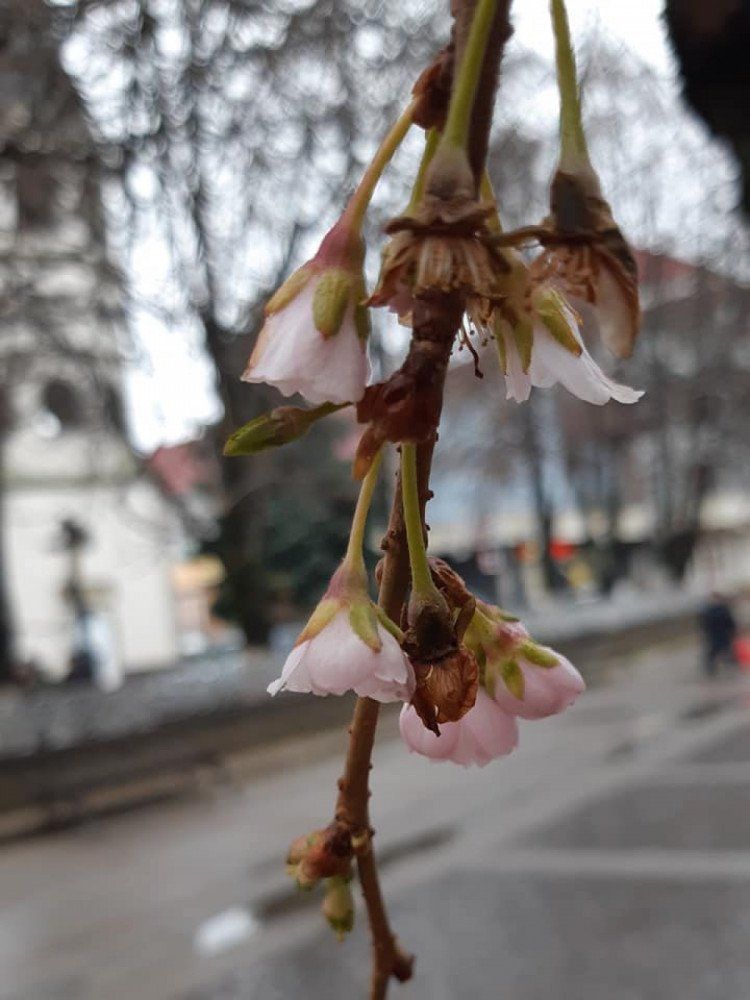 Дива на Різдво! У закарпатському Мукачево розквітла "шалена сакура"