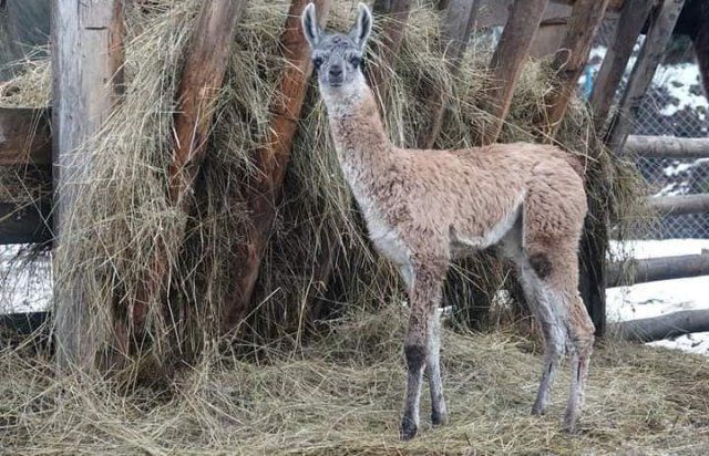 У "Долині вовків" на Закарпатті з’явився новий пожилець — новонароджена лама