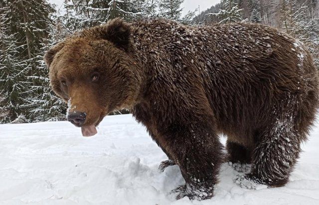 В Карпатах медведи не против поиграть как дети в снежки