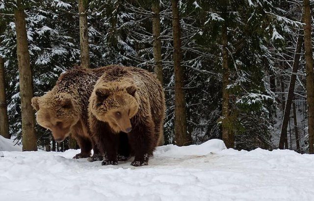 У зимову сплячку впали не всі ведмеді у Карпатах