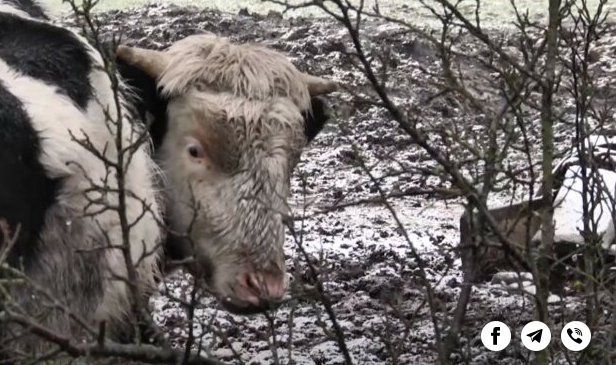 У галицкого фермера коровы зимой питаются только ...снегом