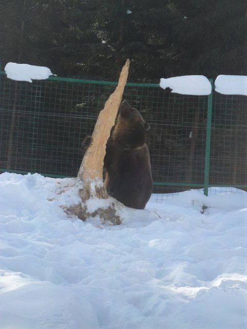 В Нацпарке "Синевир" на Закарпатье медведи решили не спать
