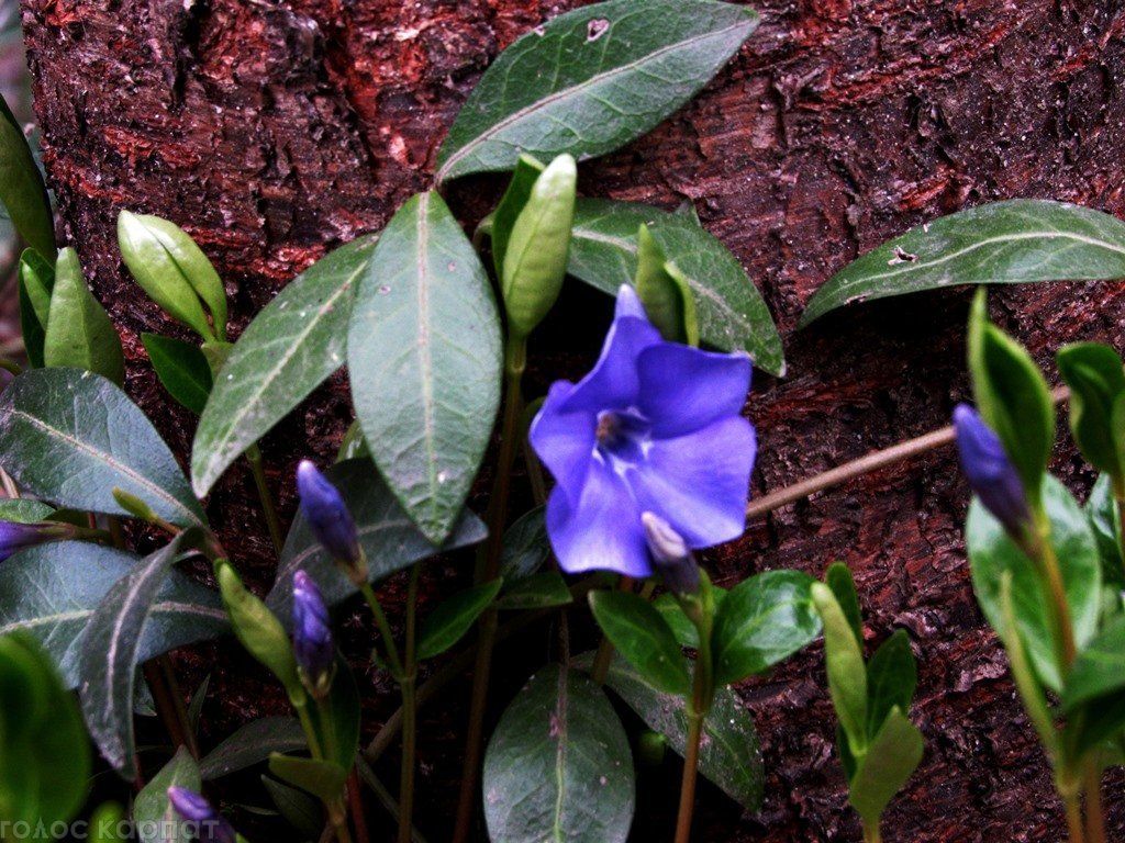 Это одно из самых красивых декоративных растений, особенно во время цветения