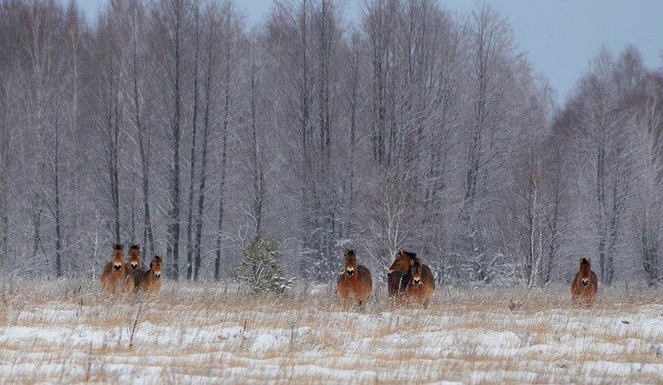 В сети показали, как на самом деле живут в Чернобыле дикие животные