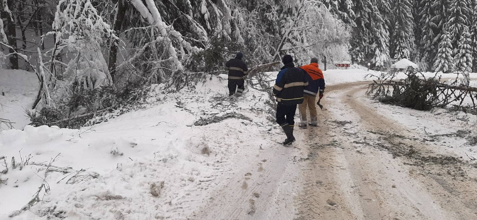 Сёла без света и падающие деревья: В Закарпатье людям буквально помогали вернуть нормальные условия жизни