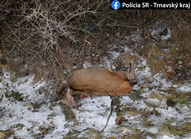 Сразу трех оленей убил пьяный водитель на трассе в Словакии 