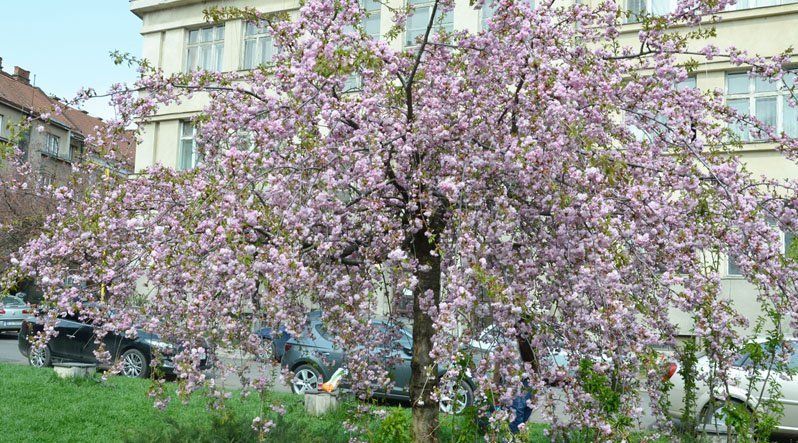Ужгород — безумовний лідер по залученню туристів у весняне Закарпаття.