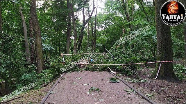 Во Львове во время урагана в Стрыйском парке погибла молодая пара влюбленных 