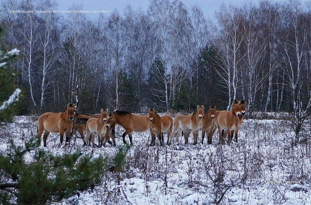 Лошади Пржевальского вернулись в Чернобыль: Опубликовали фото редких животных 