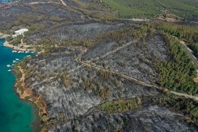 Последствия лесных пожаров в провинции Мугла недалеко от Бодрума