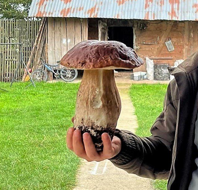 Лісівники Закарпаття вихваляються грибами-велетнями