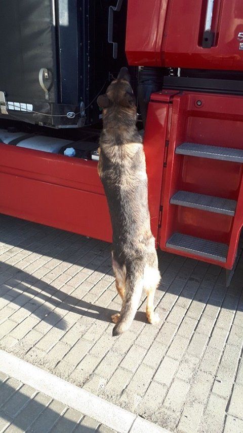 На КПП Ужгород служебная собака обнаружила контрабанду составляющих к автомату АК-74