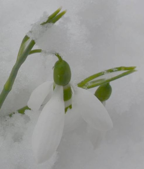 Первые цветы в Закарпатье появились еще в первых числах февраля